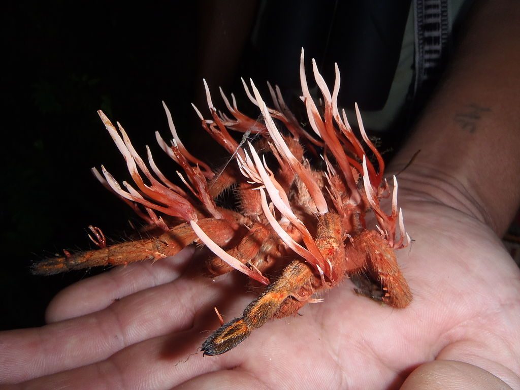 cordyceps medicinal mushroom