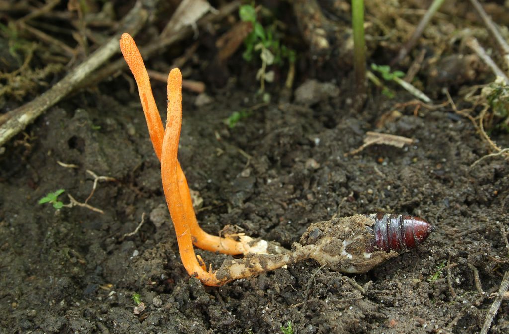 cordyceps medicinal mushroom