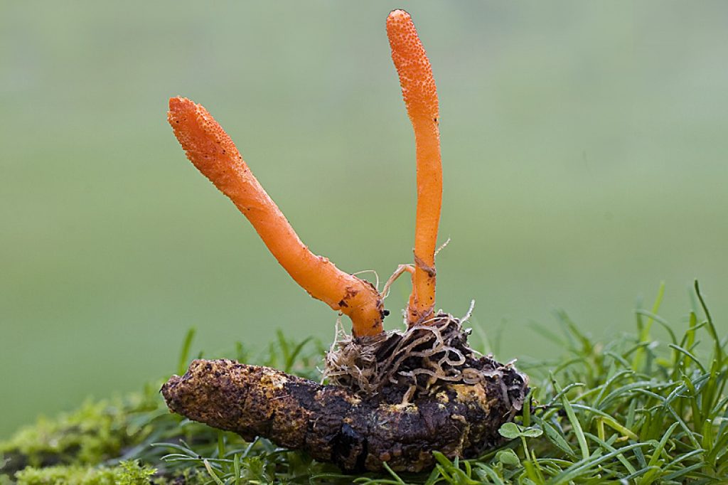 cordyceps medicinal mushroom