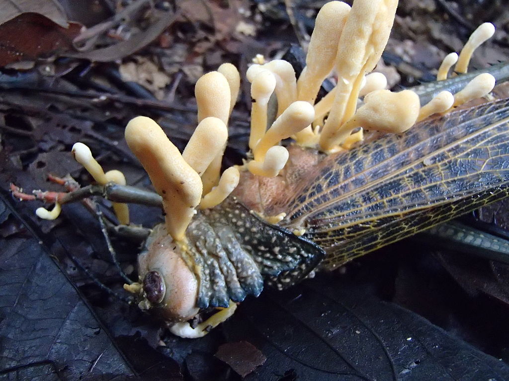 cordyceps, medicinal, mushrooms