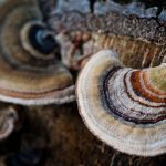 turkey tail, mushroom, medicinal
