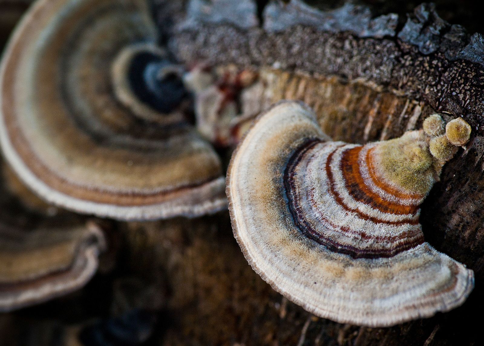 turkey tail, mushroom, medicinal