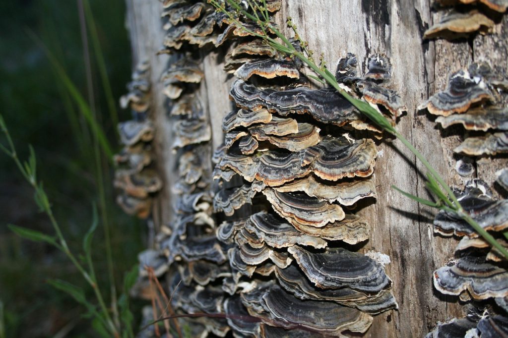 turkey tail, mushroom, medicinal