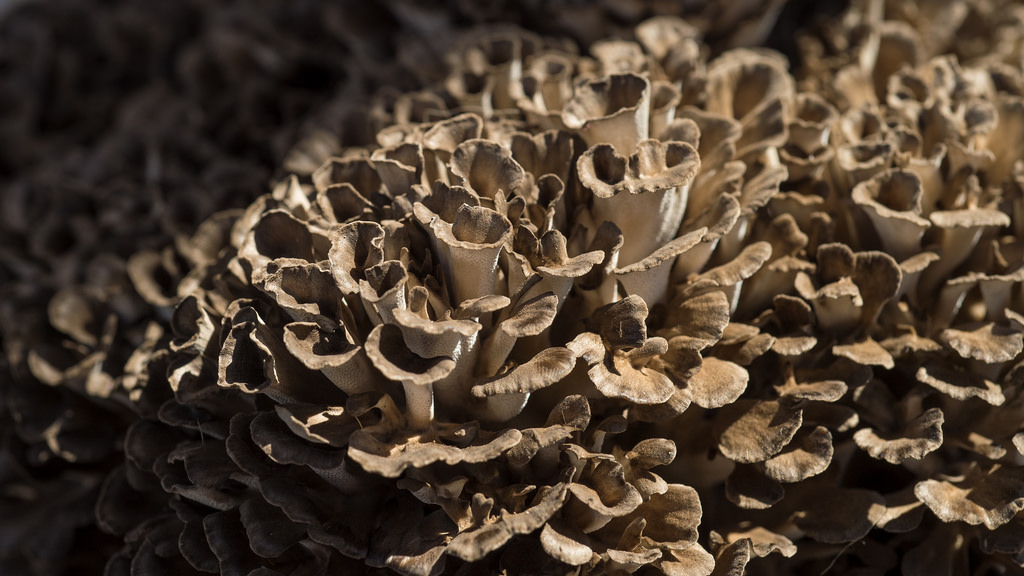 maitake medicinalmushroom