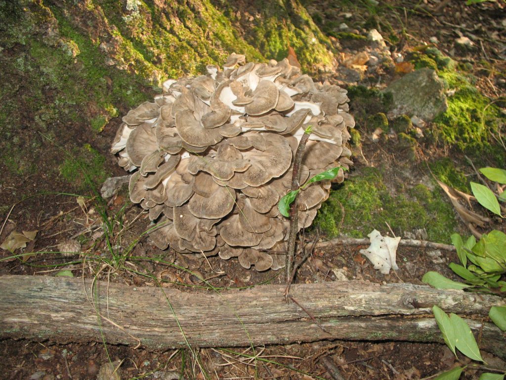 maitake, medicinal, mushrooms