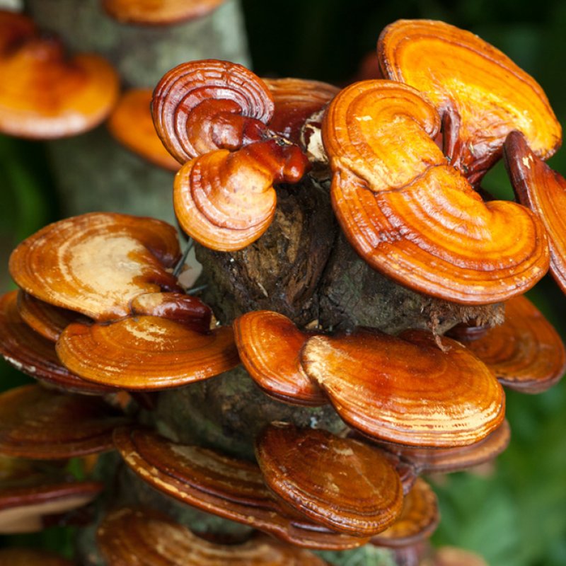 reishi, medicinal, mushrooms