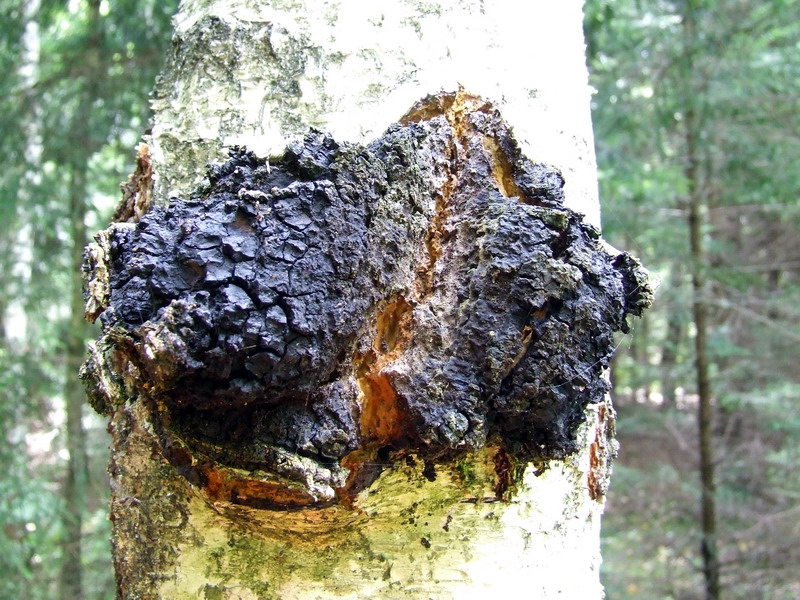 medicinal mushroom chaga