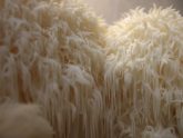 Best Lion’s Mane Supplements of 2026