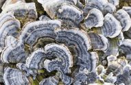 Best Turkey Tail Supplements 2026