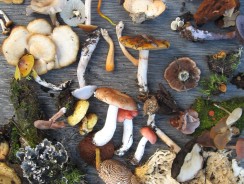 A Brief History of Medicinal Mushrooms