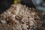 Best Maitake Supplements of 2026