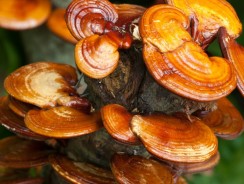 Reishi | 10 Health Benefits of Reishi Mushrooms