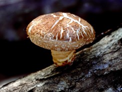 Shiitake | Support your Immune System and More