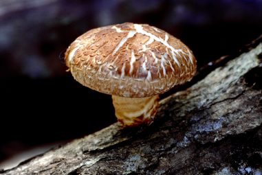 Shiitake | Support your Immune System and More