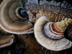 Turkey Tail | Treat Your Common Cold and More