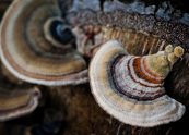 Turkey Tail | Treat Your Common Cold and More